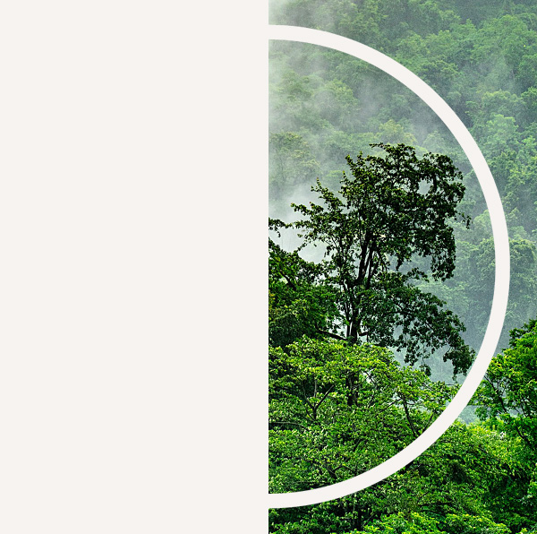 Rainforest trees in partial fog
