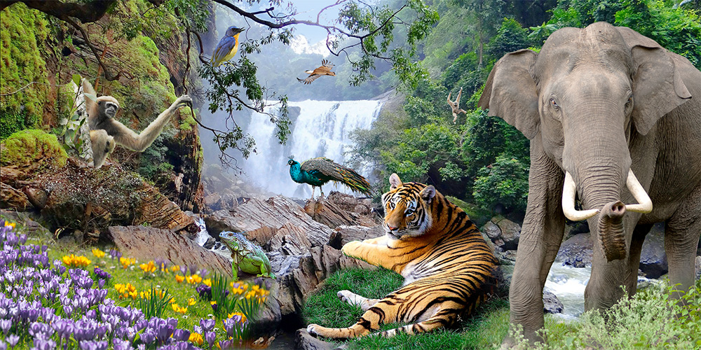 Collage of animals from various Indian ecosystems