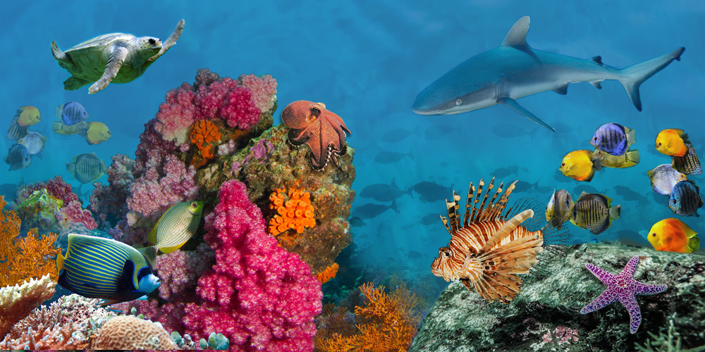 Collage of colorful coral reef with a variety of marine animals.